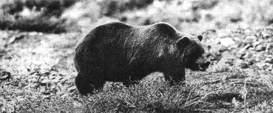 Help Save the American Grizzly Bear
